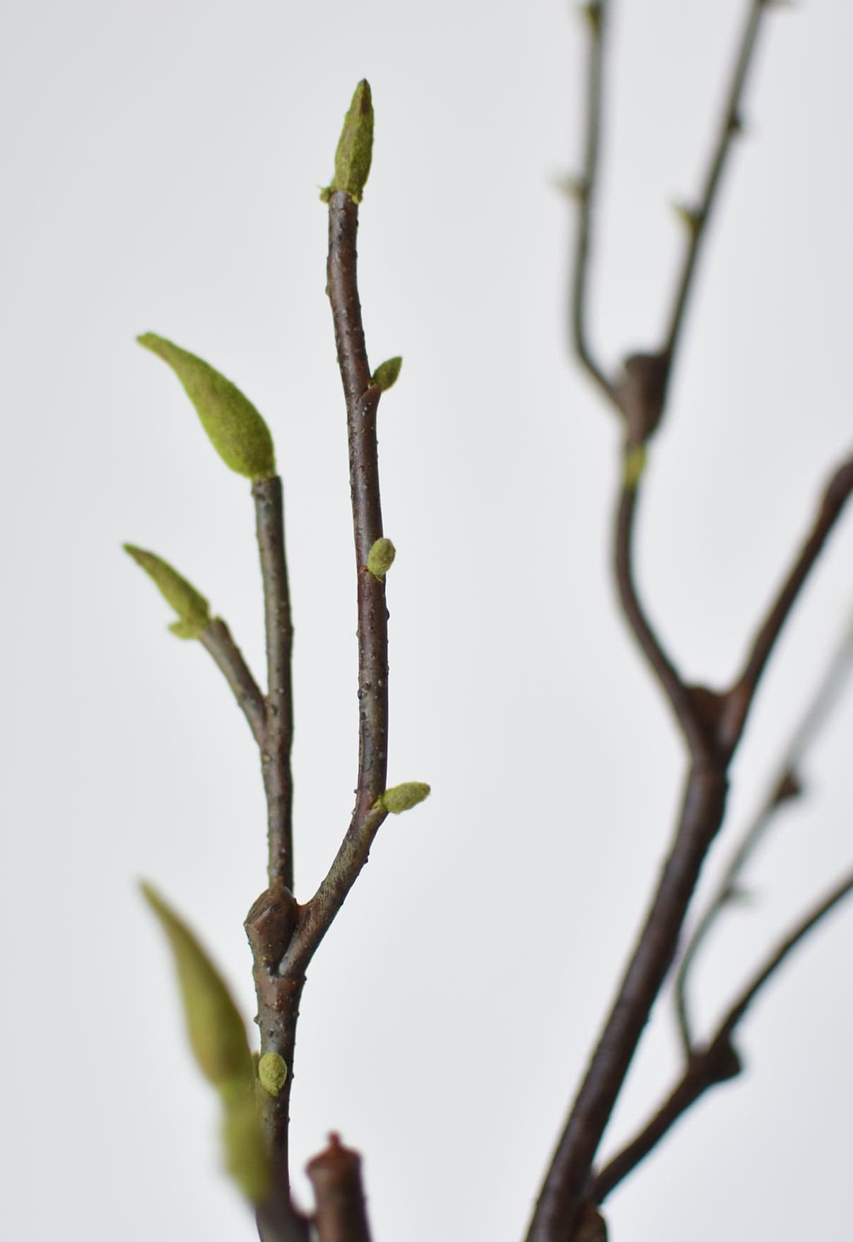 36" Artificial Magnolia Tree Branch Stem