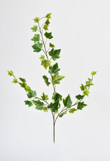 Variegated Green Ivy Stem