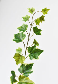 Variegated Green Ivy Stem