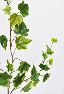 Variegated Green Ivy Stem