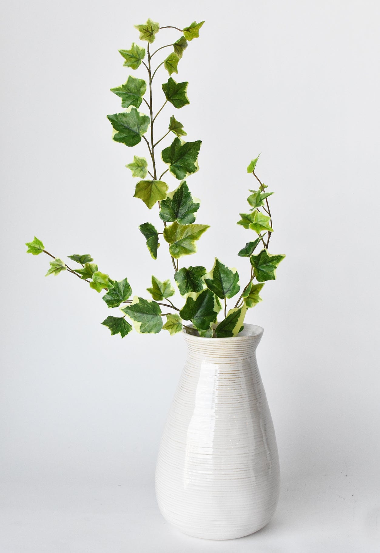 Variegated Green Ivy Stem