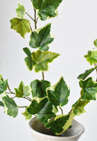 Variegated Green Ivy Stem