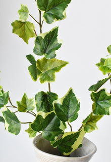 Variegated Green Ivy Stem