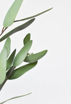 Artificial Leaf