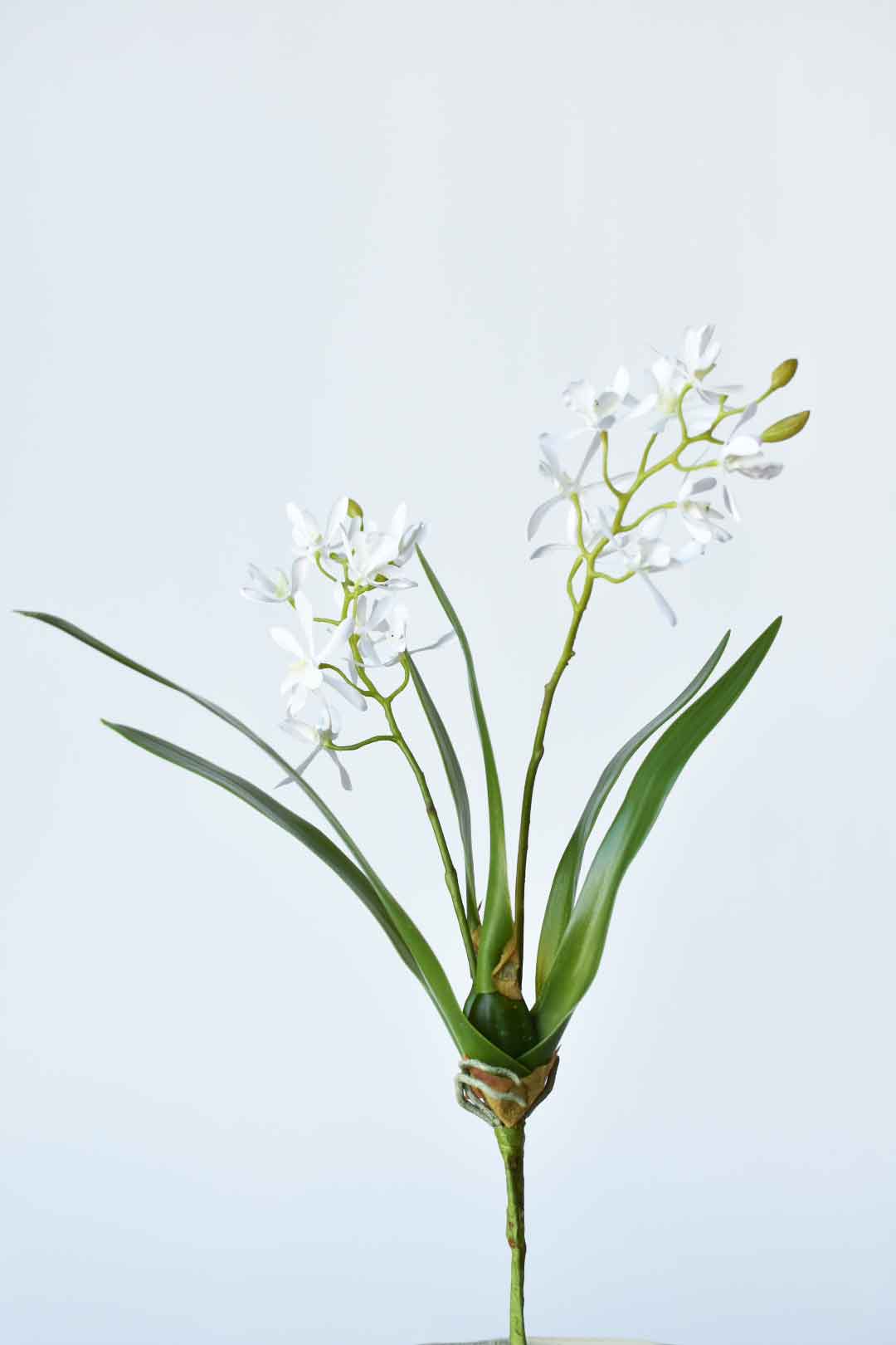 Mini Orchid