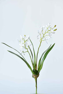 Mini Orchid