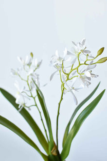 Mini Orchid