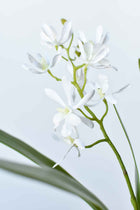 Mini Orchid