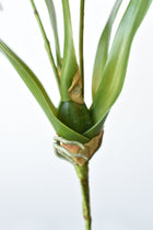 Mini Orchid