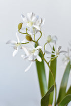 Mini Orchid