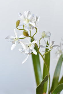 Mini Orchid