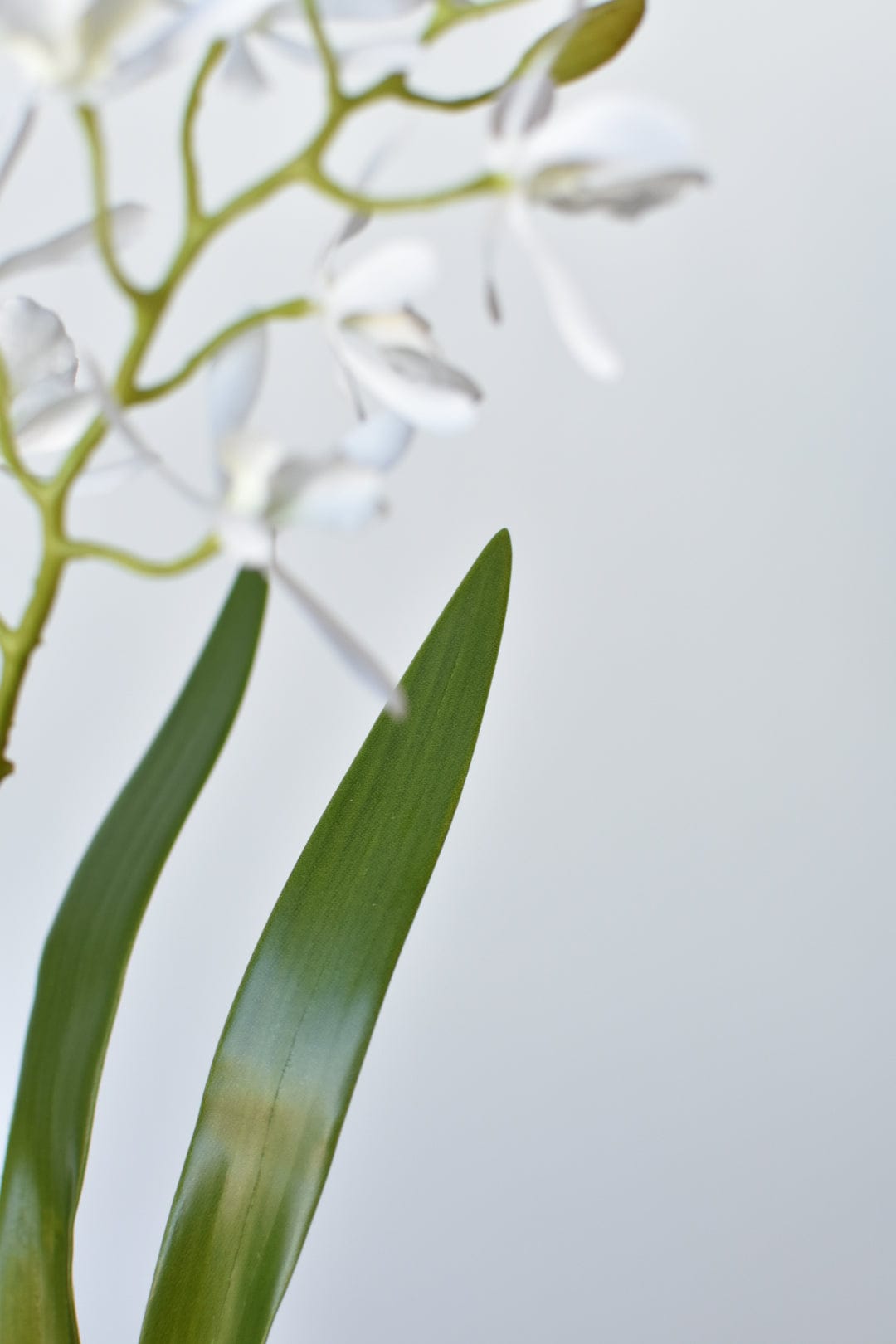 Mini Orchid