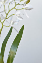Mini Orchid