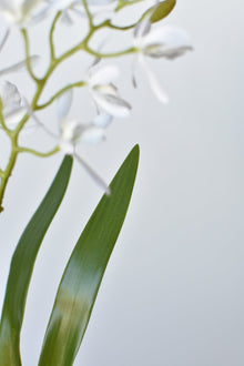 Mini Orchid