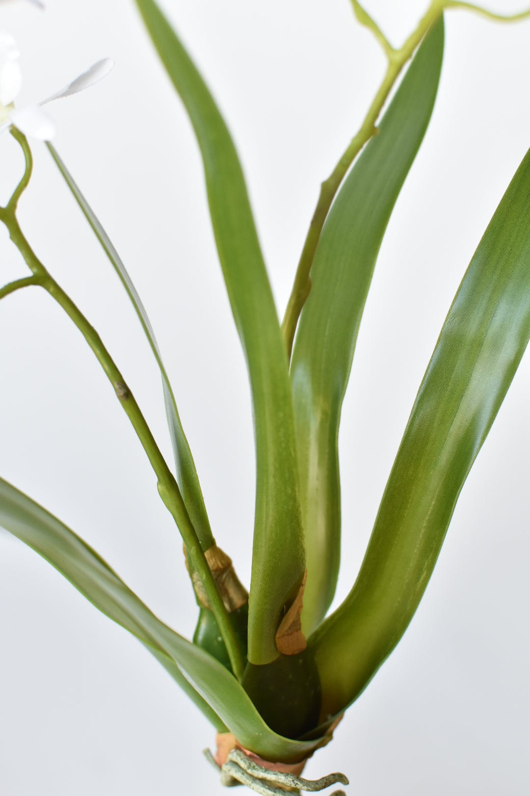 Mini Orchid