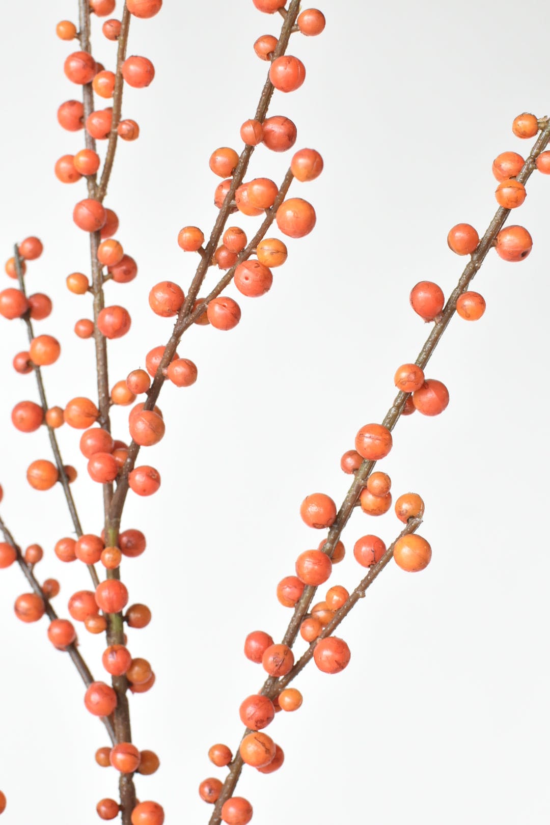 Orange Berry
