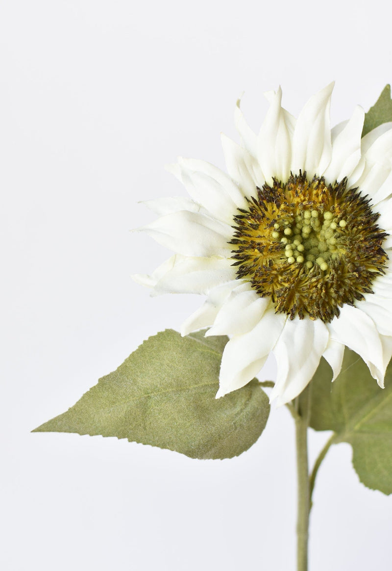 White Sunflower Stem