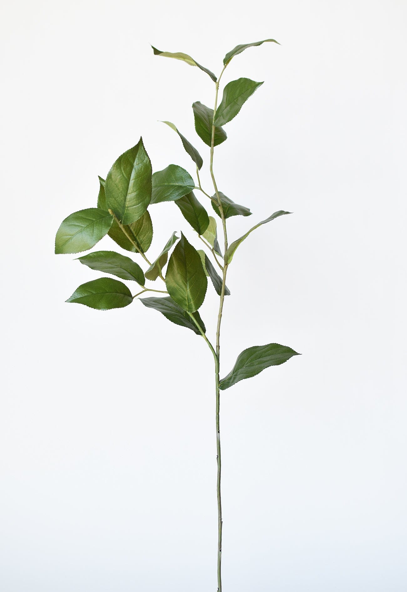 Lemon Leaves