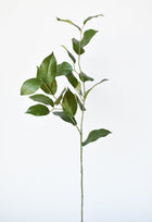 Lemon Leaves