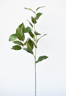 Lemon Leaves