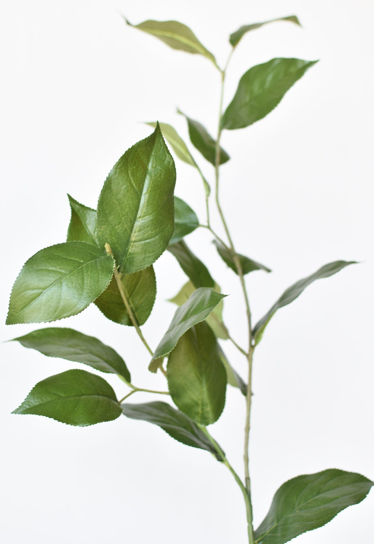 Lemon Leaves
