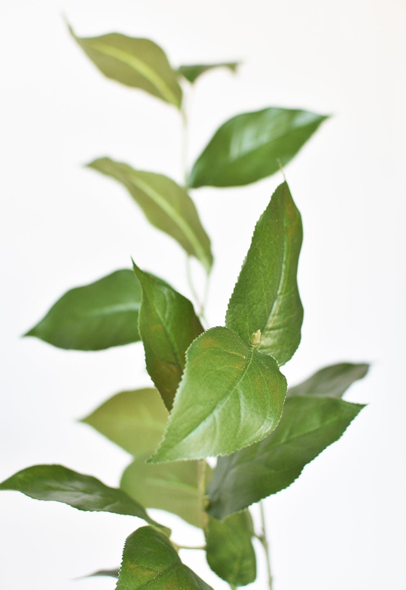Lemon Leaves