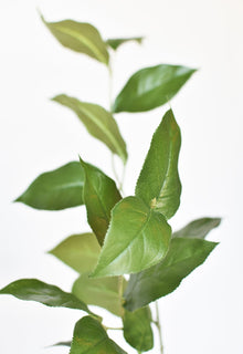 Lemon Leaves