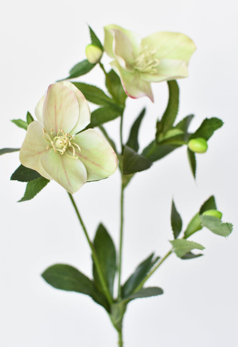 White Poppy Stem