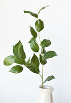 Lemon Leaves