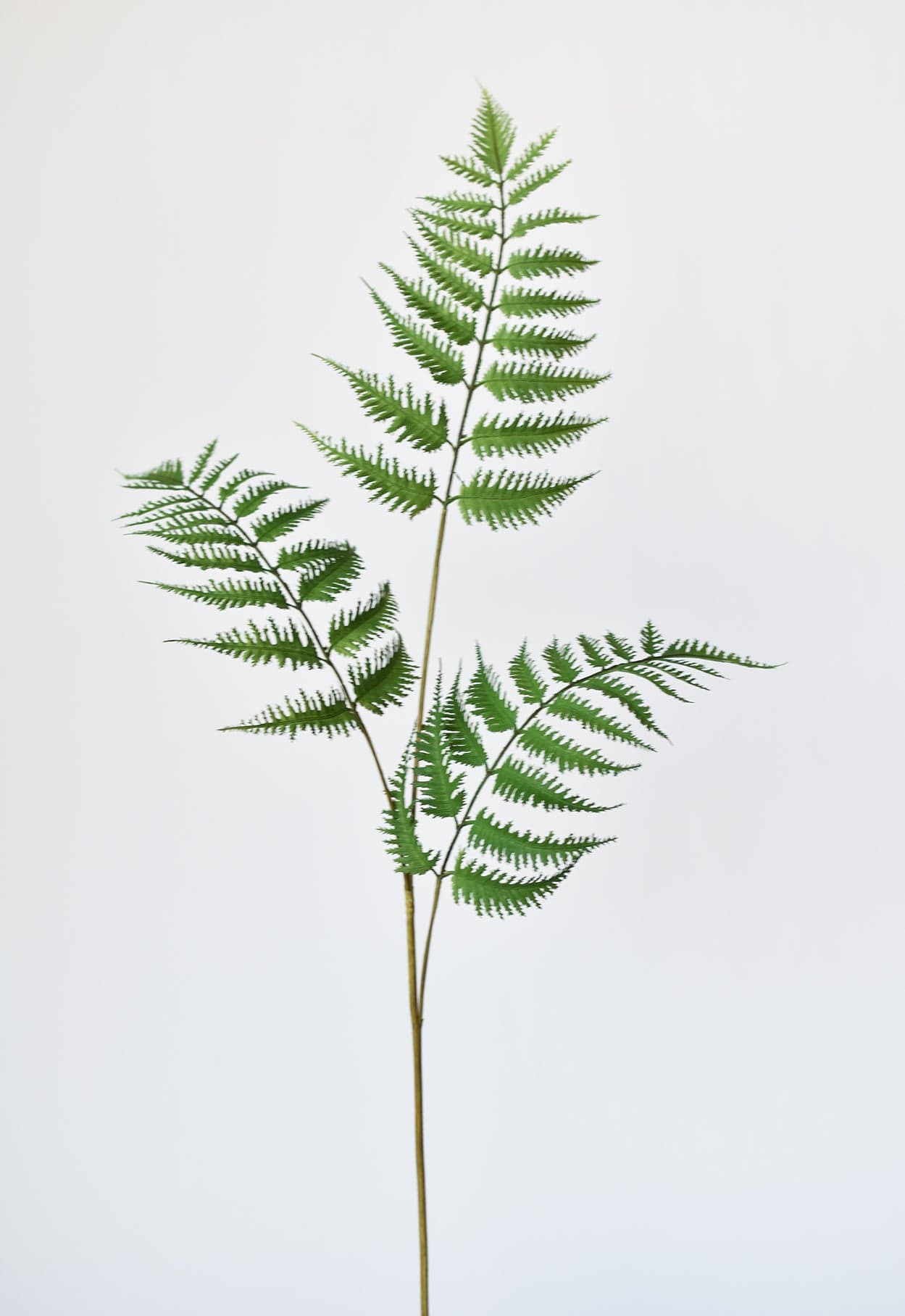 Forest Fern Spray