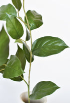 Lemon Leaves