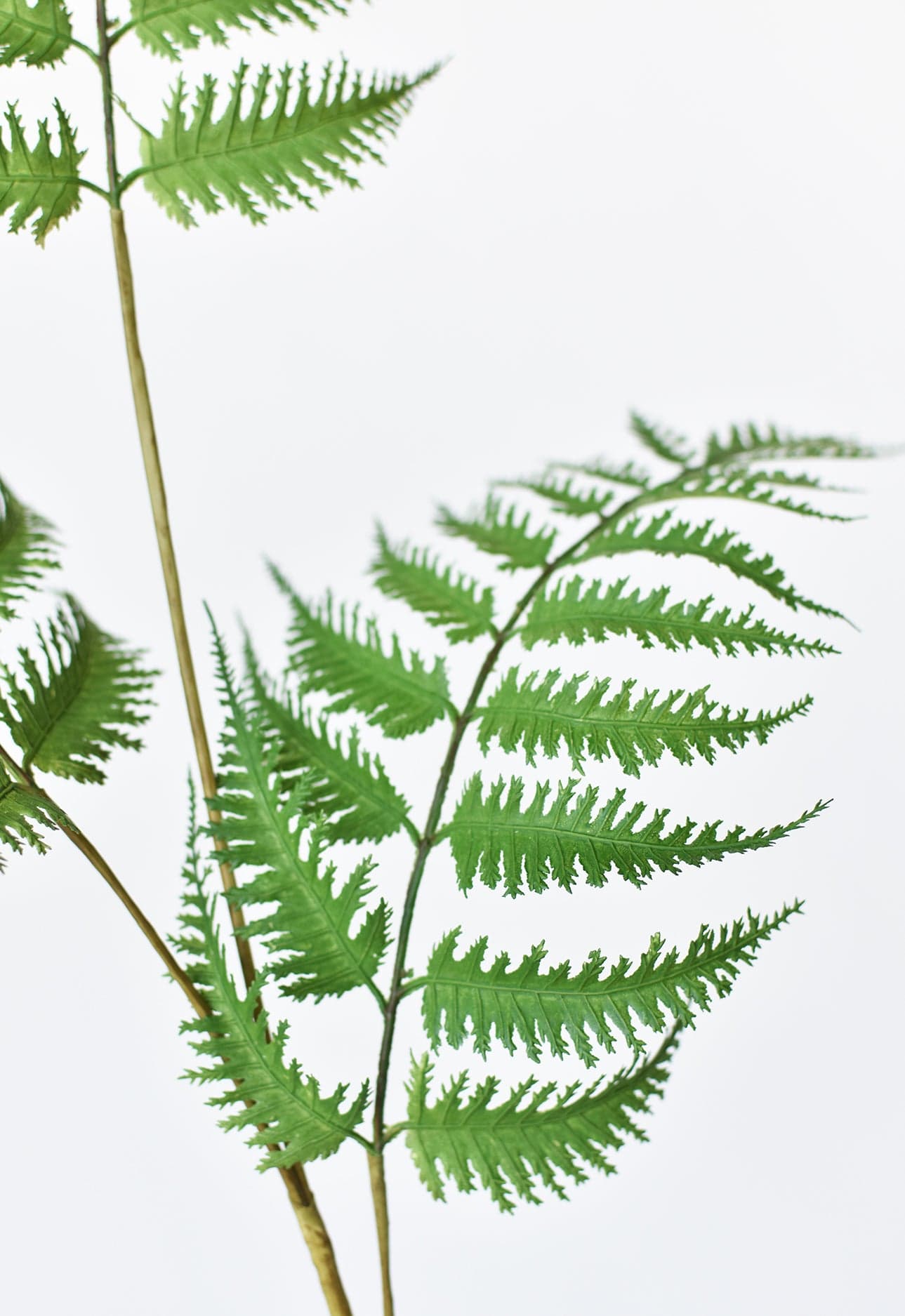 Forest Fern Spray