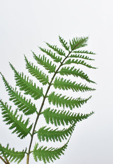 Forest Fern Spray