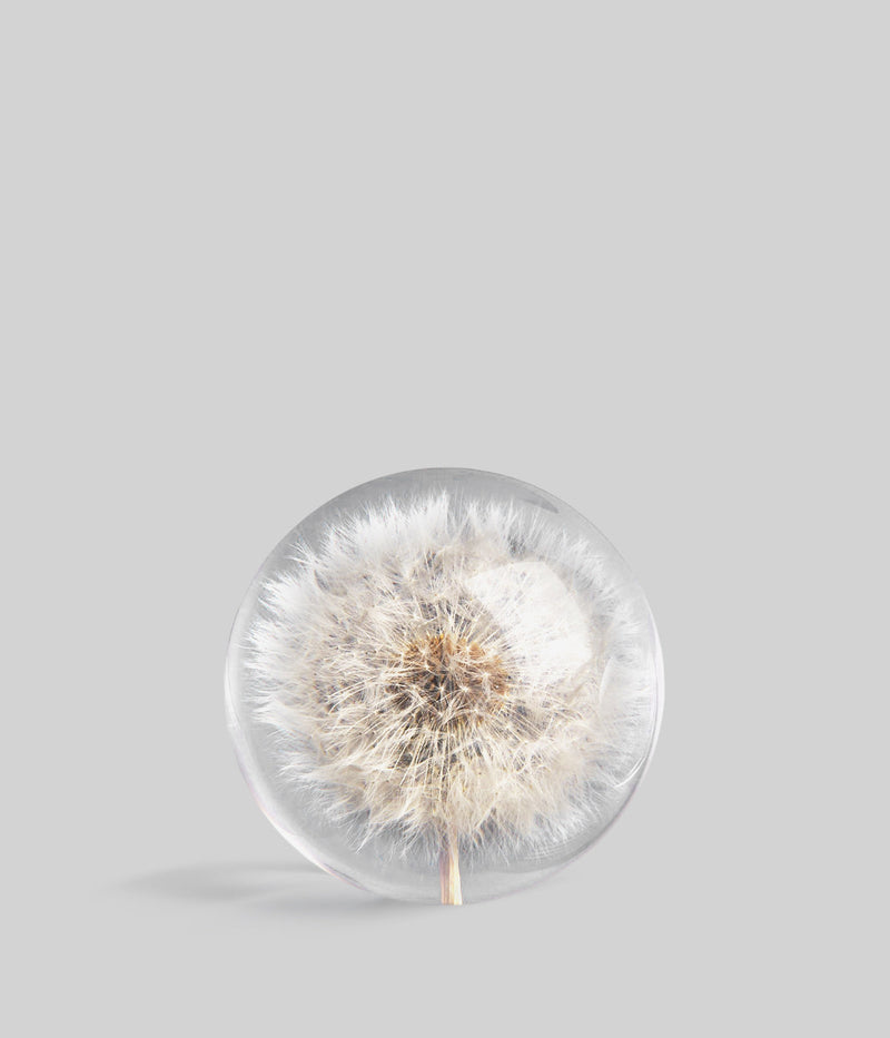 Dandelion Botanical Resin Paperweight