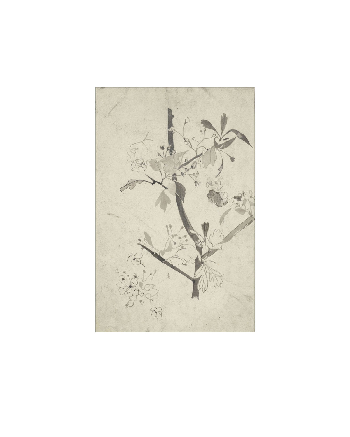 Floral Drawing V
