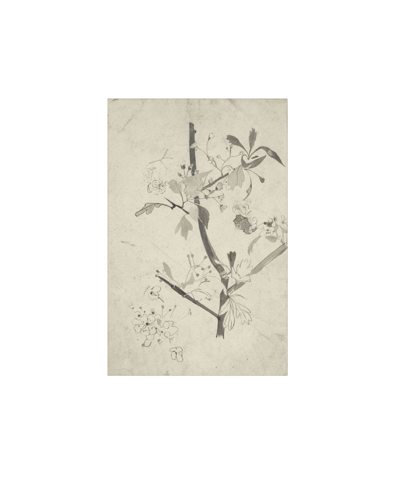 Floral Drawing V
