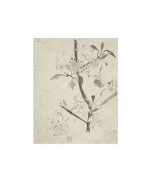 Floral Drawing V