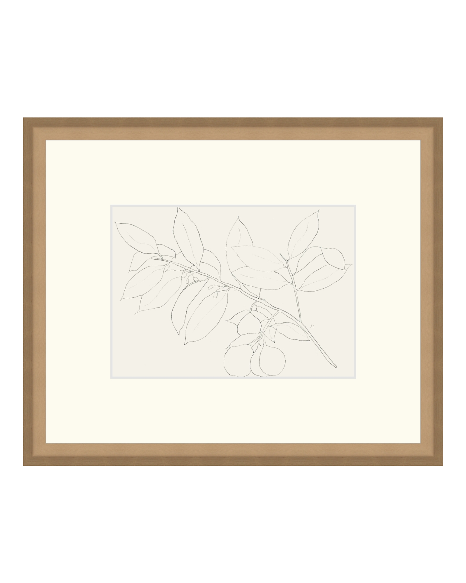 Lemon Branch Drawing