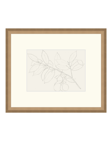 Lemon Branch Drawing