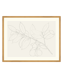 Lemon Branch Drawing