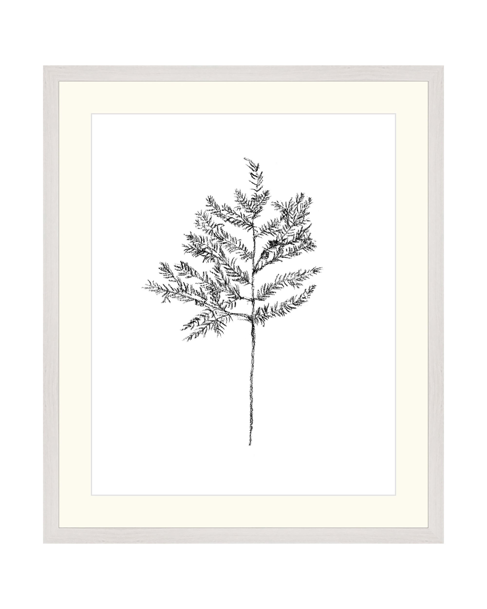 Hemlock Stem
