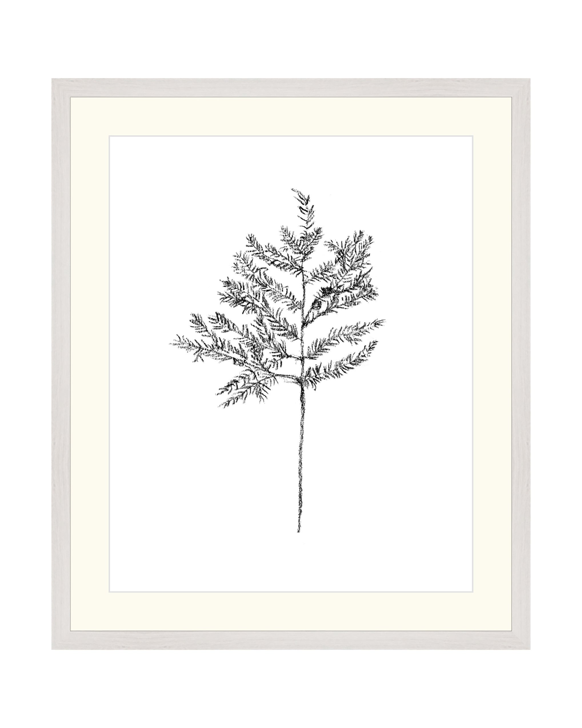 Hemlock Stem