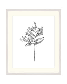 Hemlock Stem