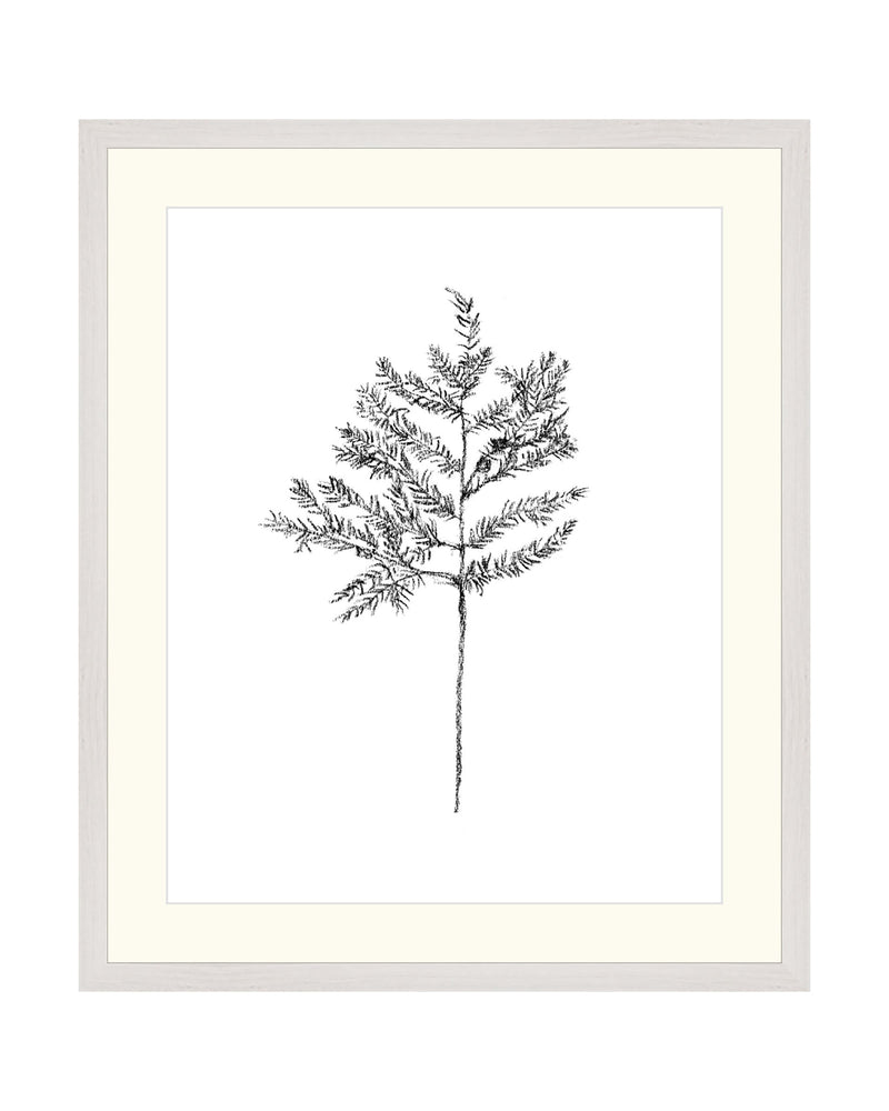 Hemlock Stem