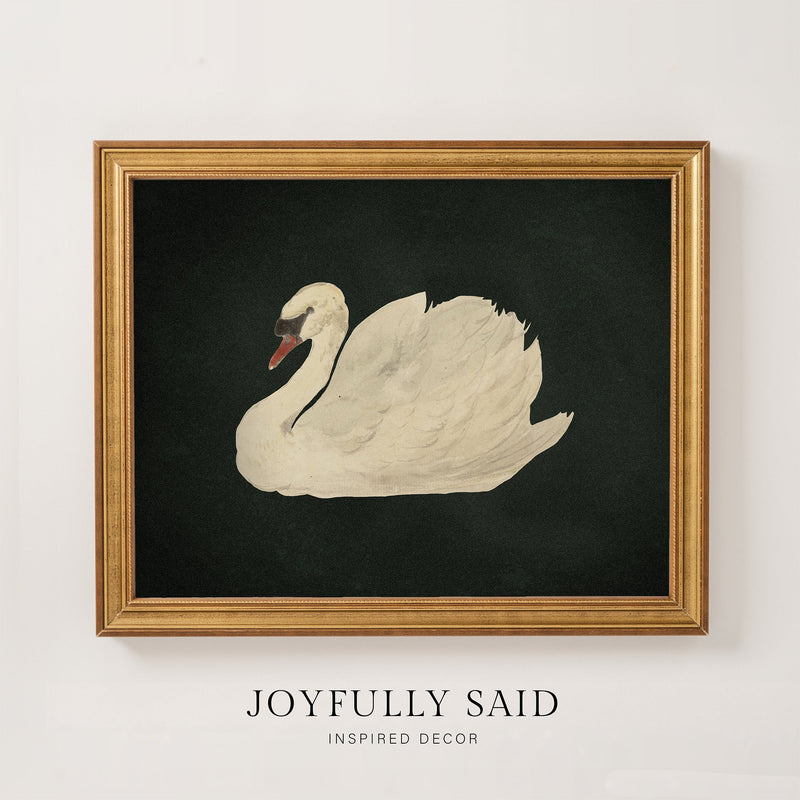 Swan Study framed canvas art with black background