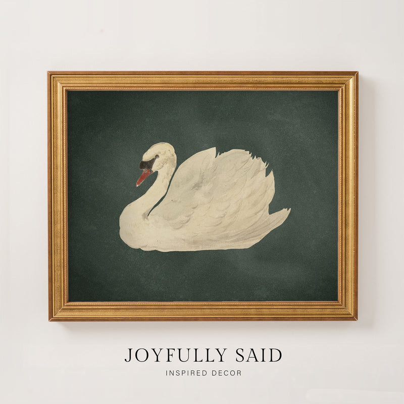Swan Study framed canvas art with forest green background