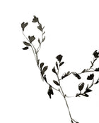 Sketched Botanical