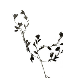 Sketched Botanical