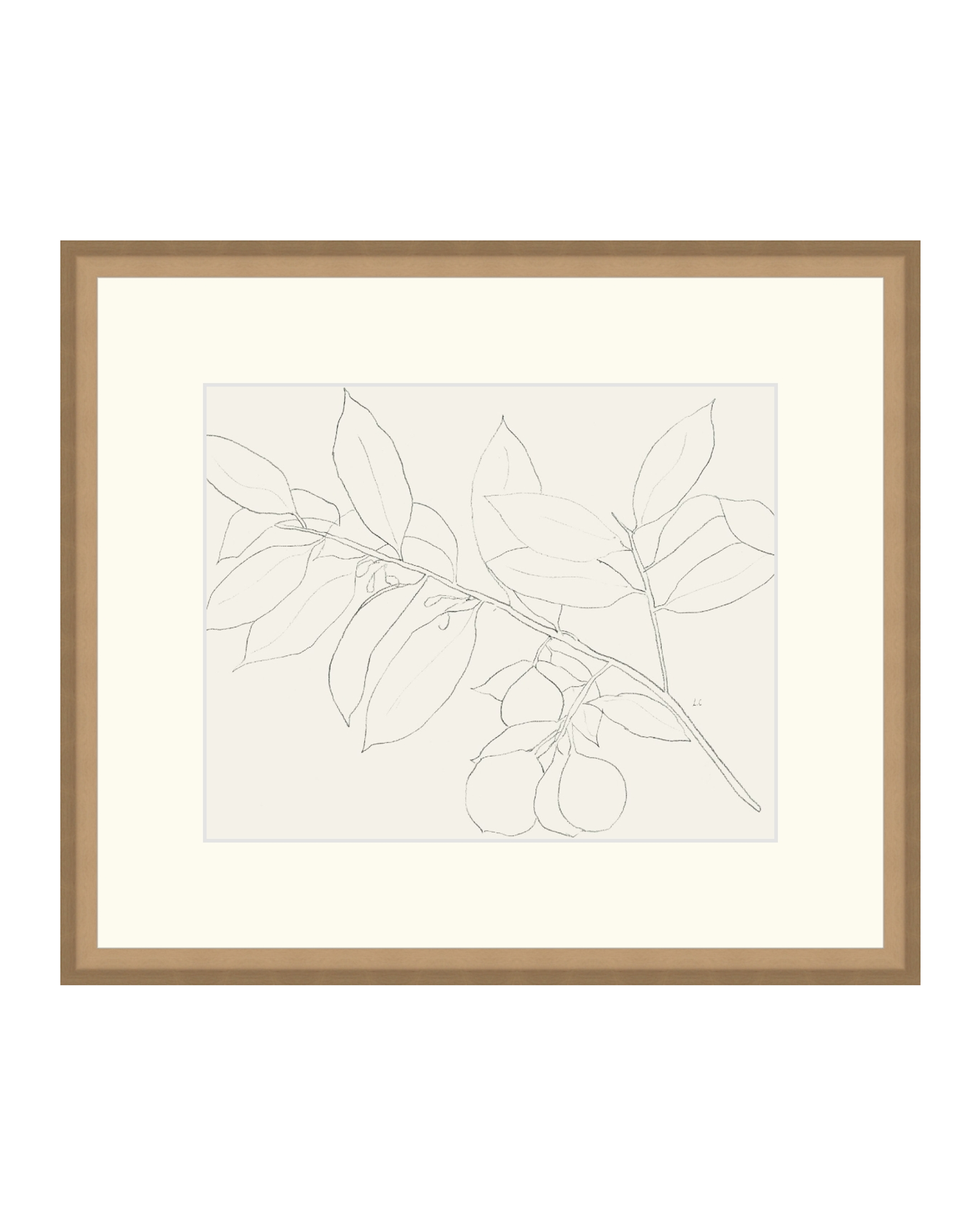 Lemon Branch Drawing
