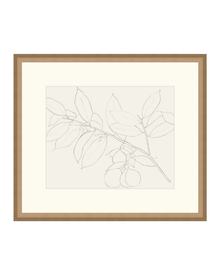 Lemon Branch Drawing